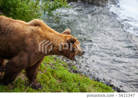 Bear on Alaska 5611347