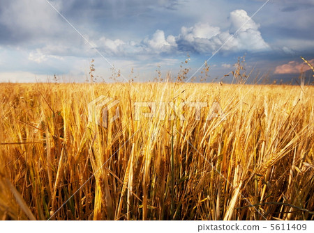 Wheat Wheat 5611409