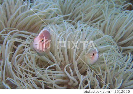 Anemone fish 5612030