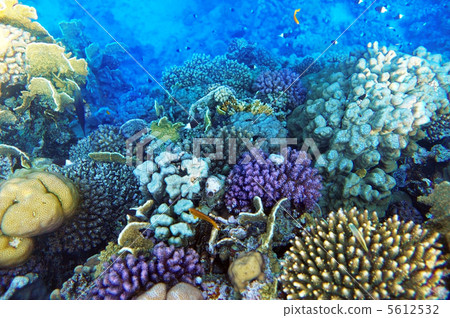 Coral and fish in the Red Sea.Egypt 5612532