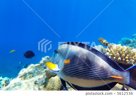 Coral and fish in the Red Sea.Fish-surgeon.Egypt 5612536