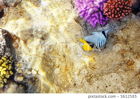 Coral and fish in the Red Sea.Diagonal butterfly.Egypt Coral and fish in the Red Sea.Diagonal butterfly.Egypt 5612585