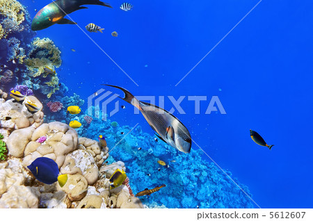 Coral and fish in the Red Sea.Egypt 5612607