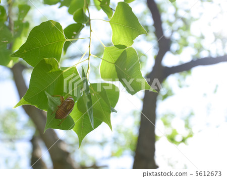 Cicada shell 5612673