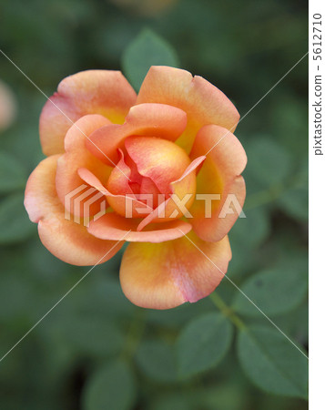 Lady of Charlotte 5612710