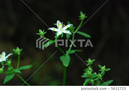 Akebonoso Akebonoso 5612725