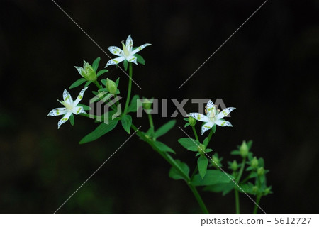 Akebonosou Akebonosou 5612727