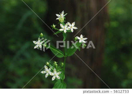 Akebonosou 5612733