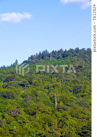 Kasugayama primitive forest 5612824