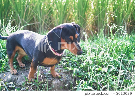 Puppy Puppy 5613029