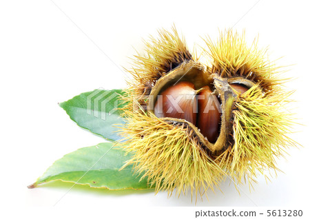 伊賀栗子 5613280