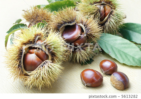 伊賀栗子 5613282