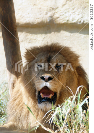 Male Lion Male Lion 5613327