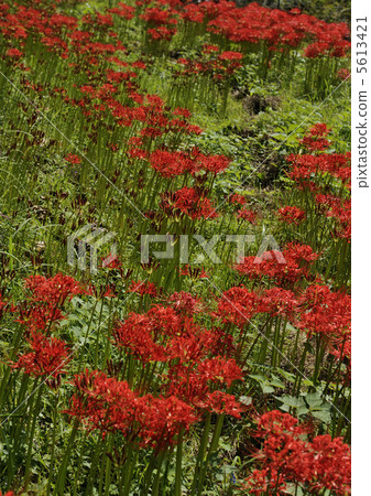 A cluster amaryllis of the slope 5613421