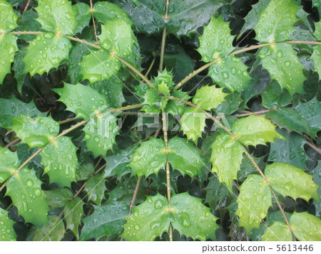 Holly ginanten and rain pattern 5613446