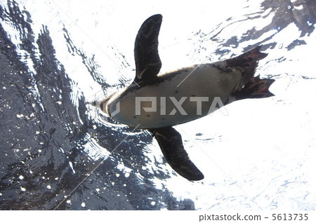 Cape Penguin Cape Penguin 5613735