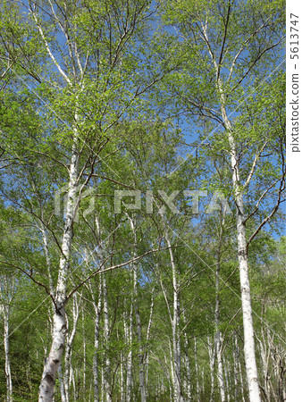 White birch 5613747