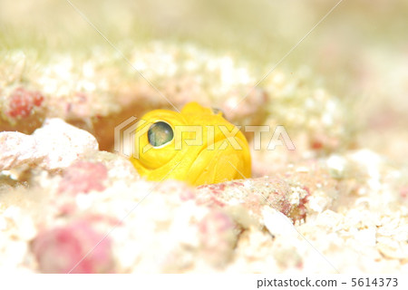 Joefish Joefish 5614373