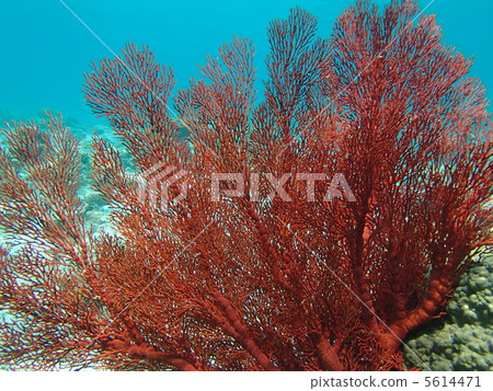 在Kerama群島的Isobana 5614471