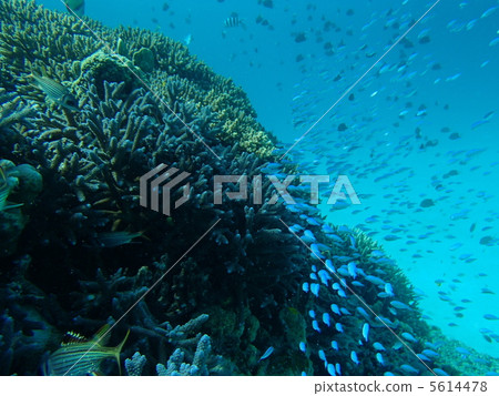 In the sea of the Kerama islands In the sea of the Kerama islands 5614478