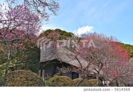 Bamboo garden plum 5614569