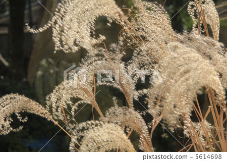 Withering snow ball that shines in sunlight 5614698