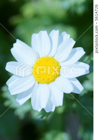 我正在追逐Chrisan Cemeum North Pole太陽。 5614726