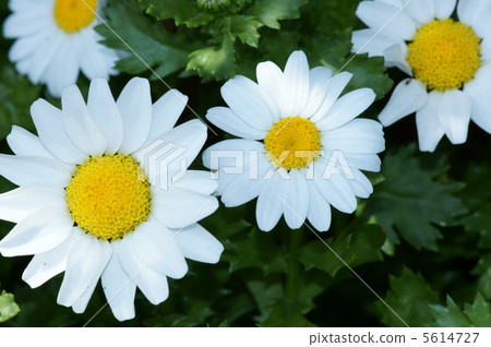 我正在追逐Chrisan Cemeum North Pole太陽。 5614727