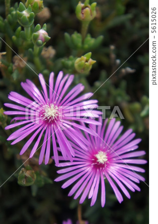 利文斯頓雛菊 5615026