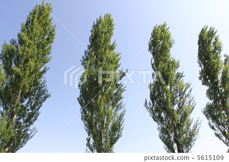 白楊樹 白楊樹 5615109