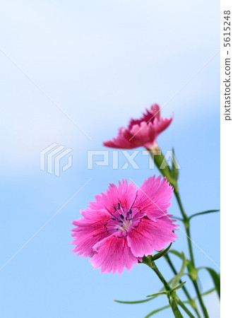 Niko藍天背景 Niko藍天背景 5615248