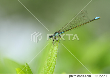 Ao montitonbo (male female) Ao montitonbo (male female) 5615541