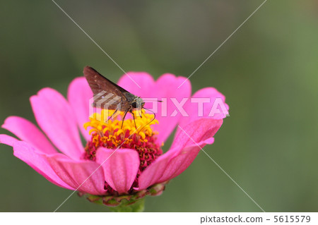 Ichimon dieselis 5615579