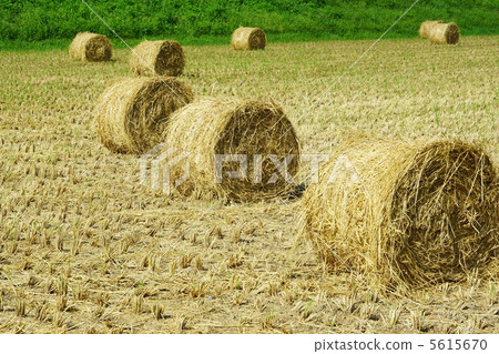 Rice straw roll rice straw 5615670