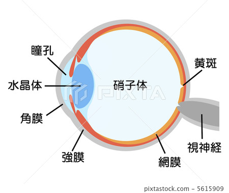 Eye cross section 5615909