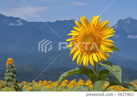 夏天山和Oumowa向日葵 5615962