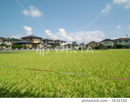 Rice field bird Rice field bird 5616108