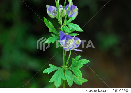 Tanna Torikabuto 5616390