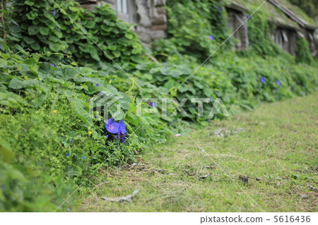 Heavenly Blue walking path Heavenly Blue walking path 5616436