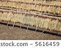 Rice field 5616459