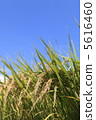Rice field 5616460