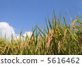 Rice field 5616462