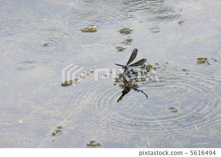 Clean flow dragonfly 5616494