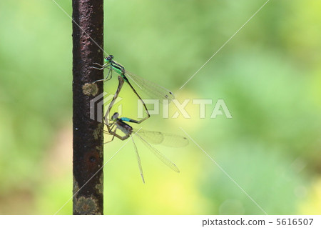 Heart of dragonfly 5616507