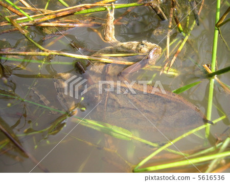 多摩多摩 5616536