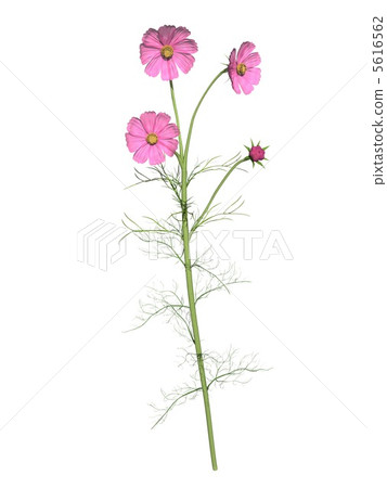 Cosmos 3a 5616562