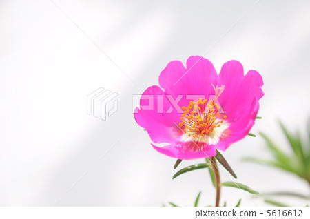 Summer flower pine needle Summer flower pine needle 5616612