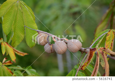 七葉樹 七葉樹 5616741