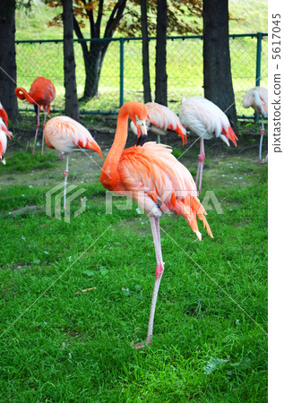 Flamingo in the grooming 5617045