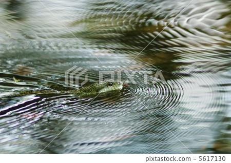 We are the Snake party 5617130